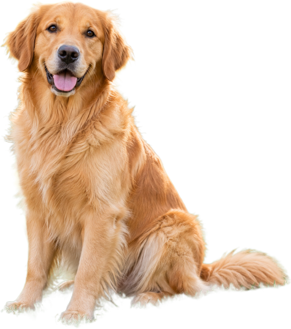 Pets with the background removed